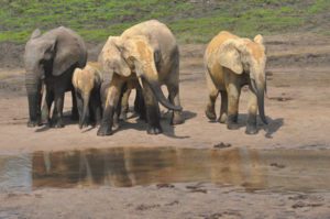 Elephant Path @ Colorado Public Television Theater